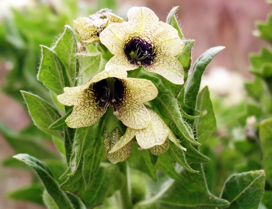 Белена (Hyoscyamus)