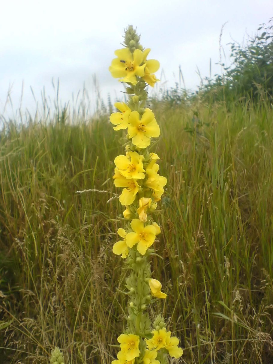 Verbascum densiflorum