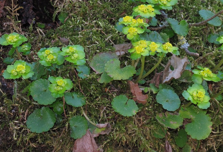 Chrysosplenium ovalifolium