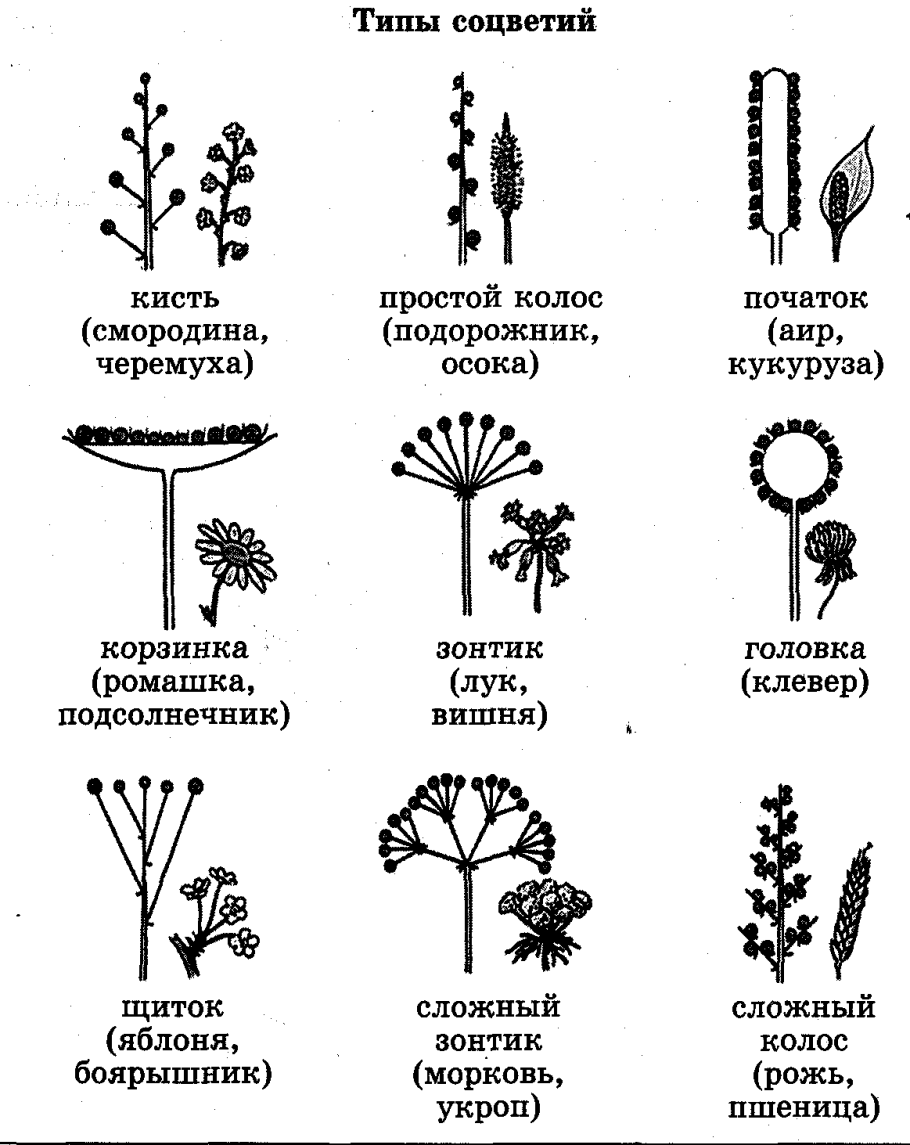 Используя информацию представленную в параграфе составьте схему классификации соцветий цветковых