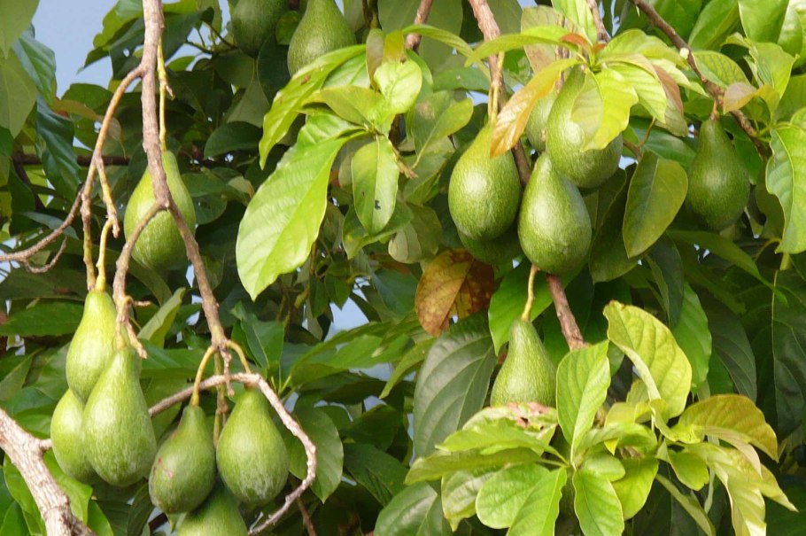 Авокадо (Persea)