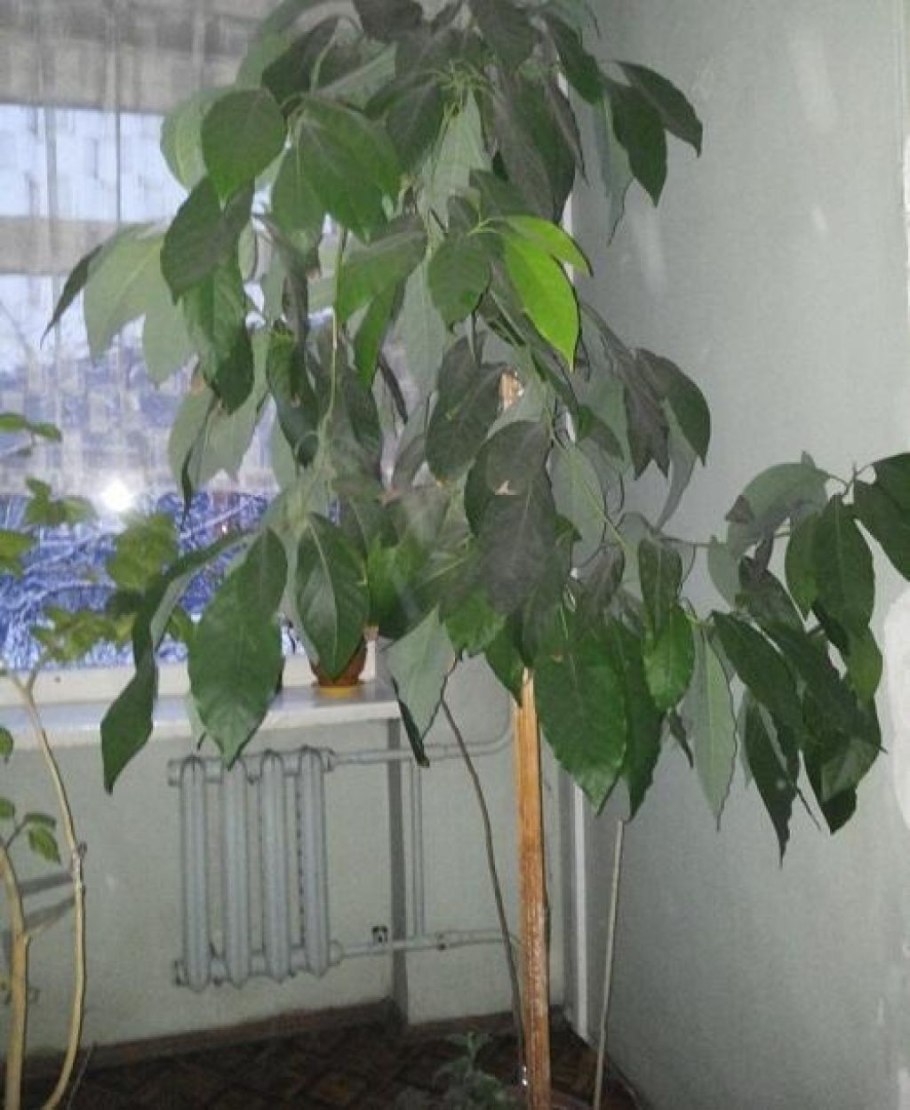 Дерево из косточки авокадо