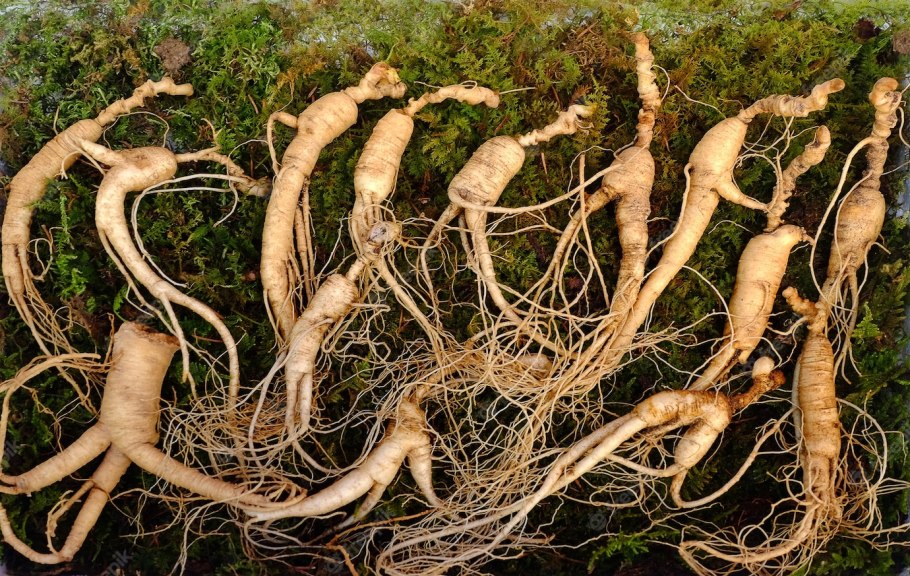 Корейский женьшень
