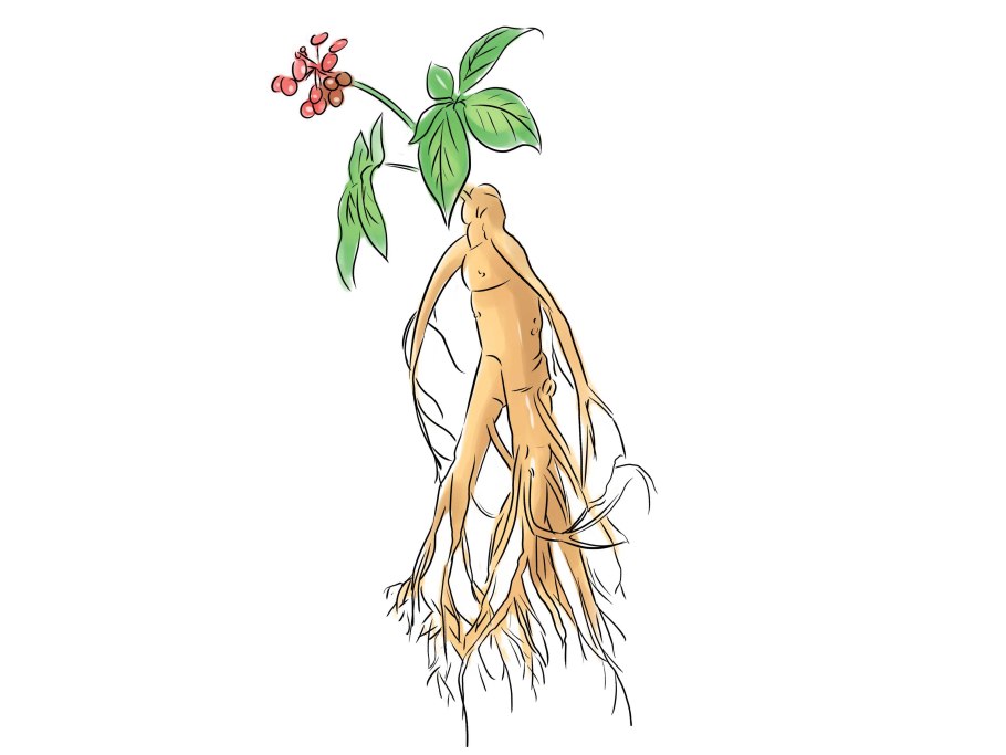 Panax Ginseng рисунок