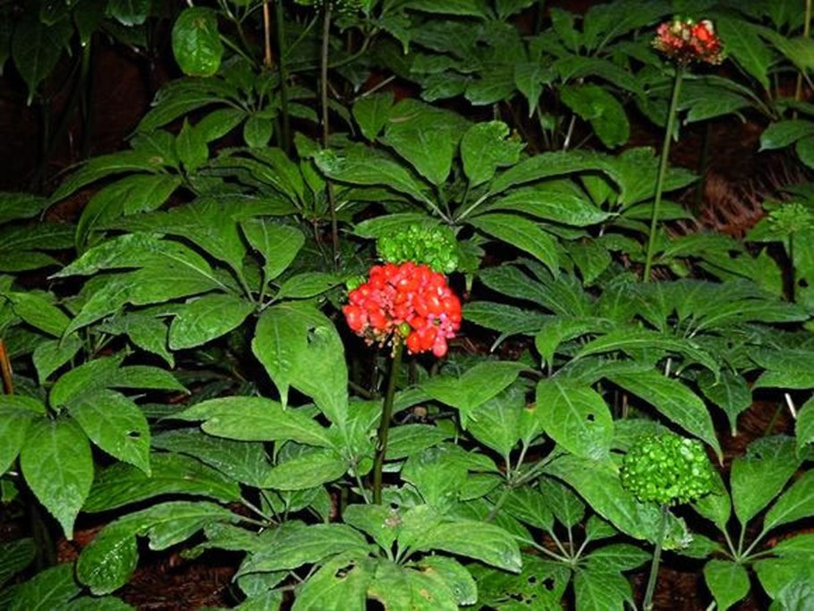 Panax pseudoginseng