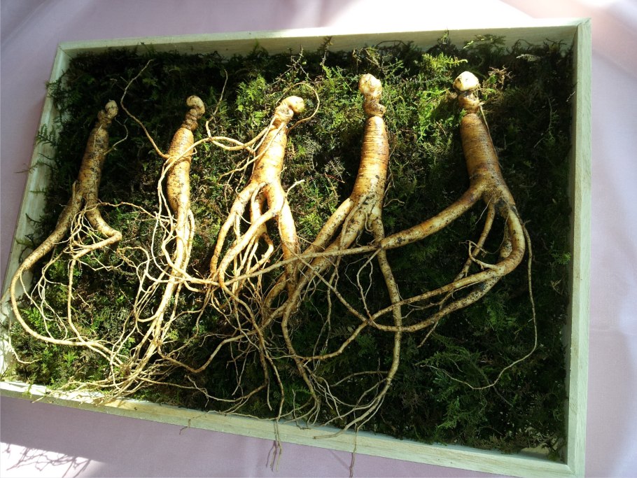 Корни женьшеня и Мандрагоры