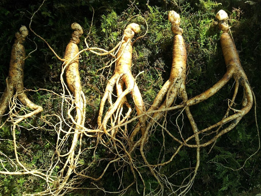 Корни женьшеня и Мандрагоры
