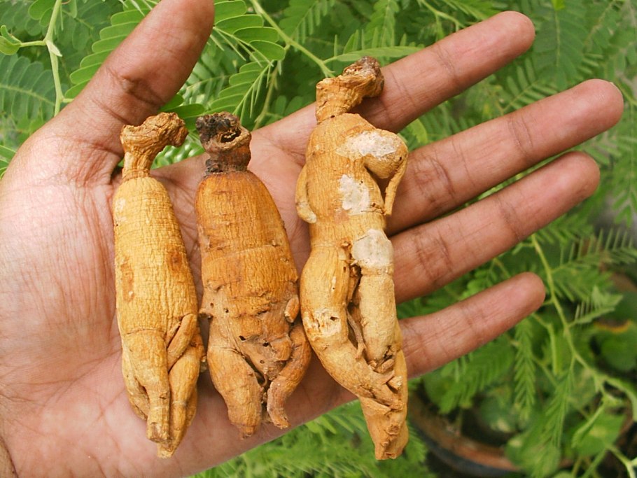 Корни женьшеня и Мандрагоры