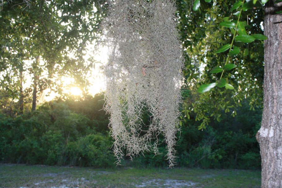 Spanish Moss