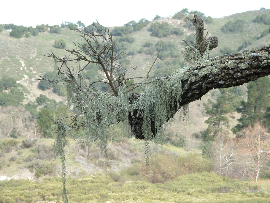 File Tree