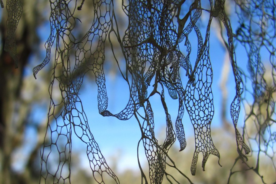 Lace Lichen California