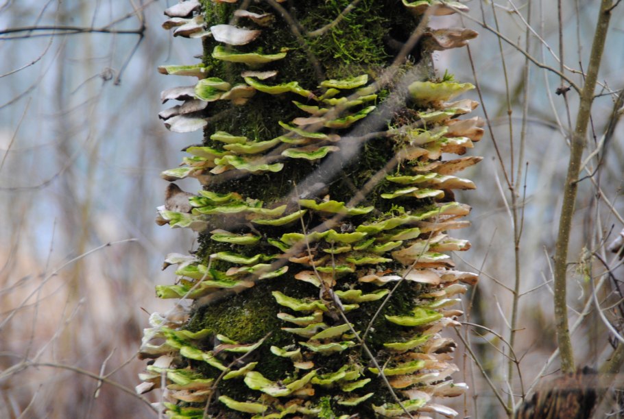 Baumschwamm