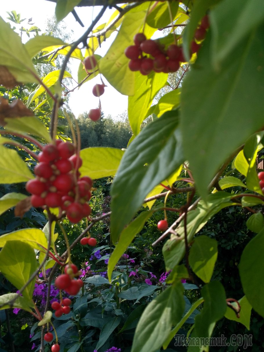 Лимонник sphaenanthera