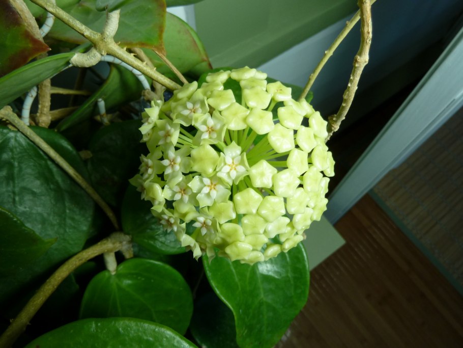 Hoya limoniaca цветение