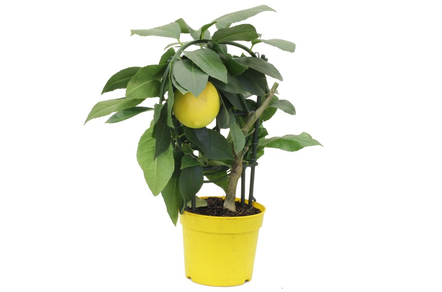 Лимон (Citrus Limon)