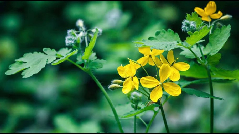 Чистотел большой Chelidonium majus