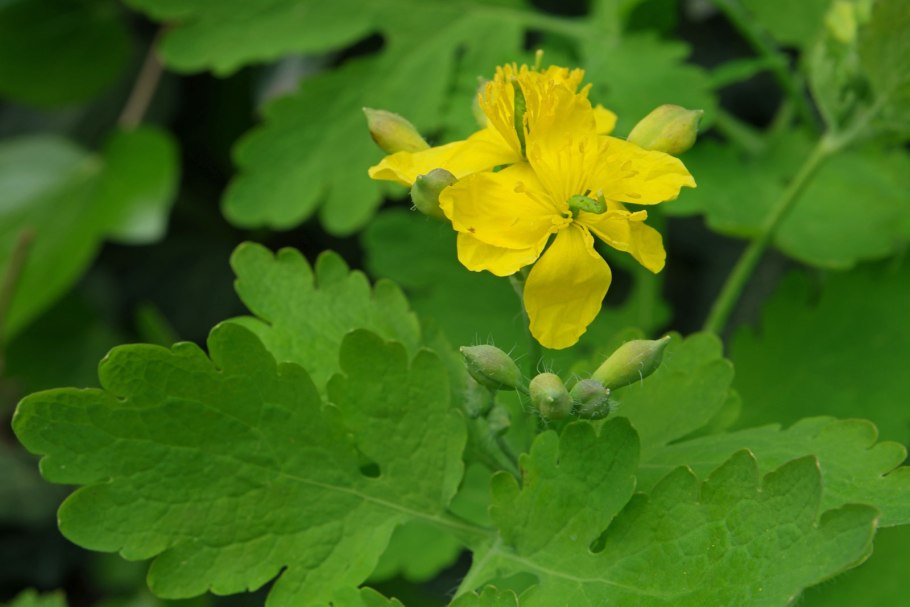 Чистотел Chelidonium majus