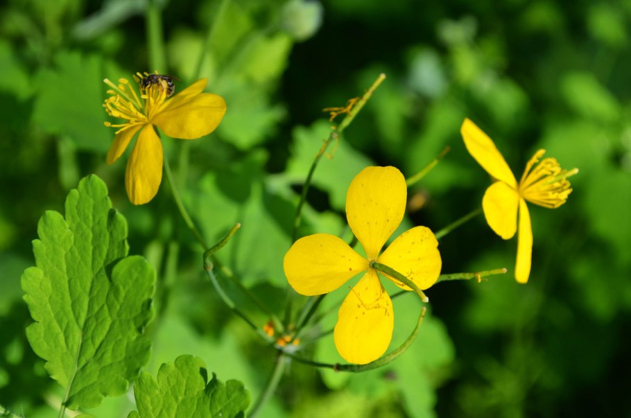 Chelidonium majus l.