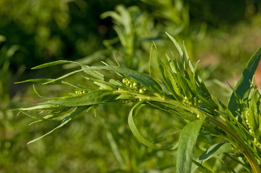 Эстрагон (Artemisia dracunculus l.)