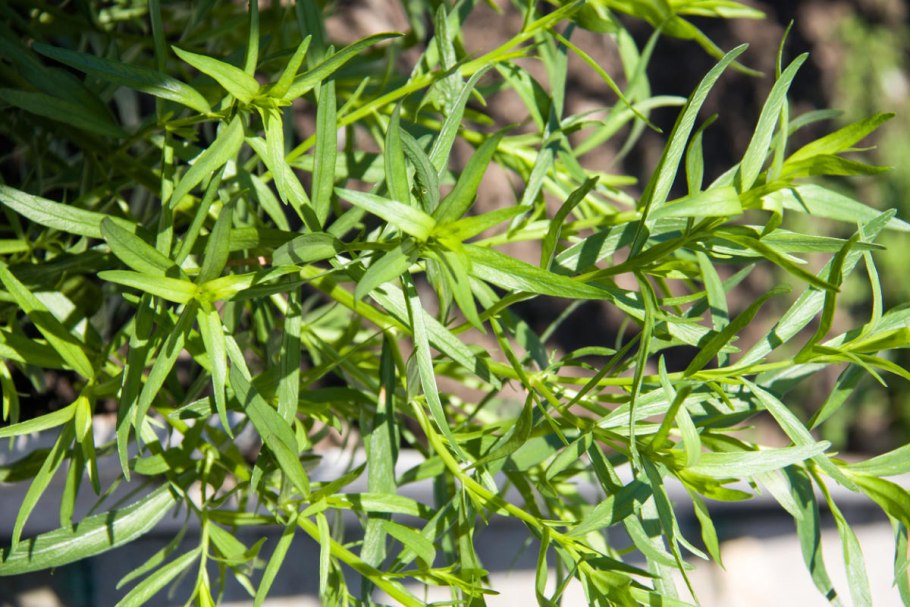 Эстрагон (Artemisia dracunculus)