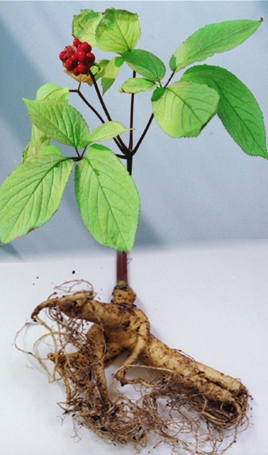 Женьшень настоящий (Panax Ginseng)