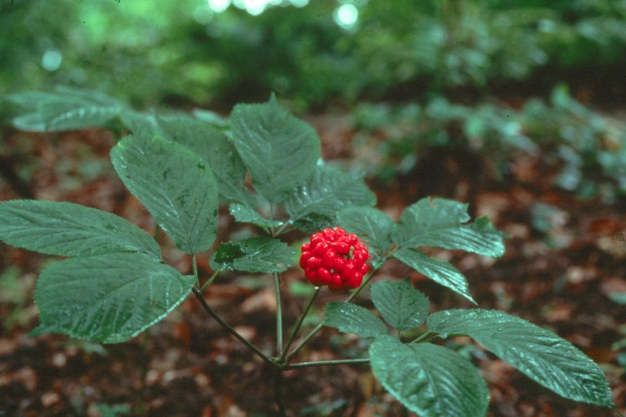 Женьшень обыкновенный Panax Ginseng
