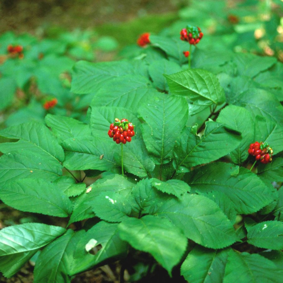 Panax quinquefolius