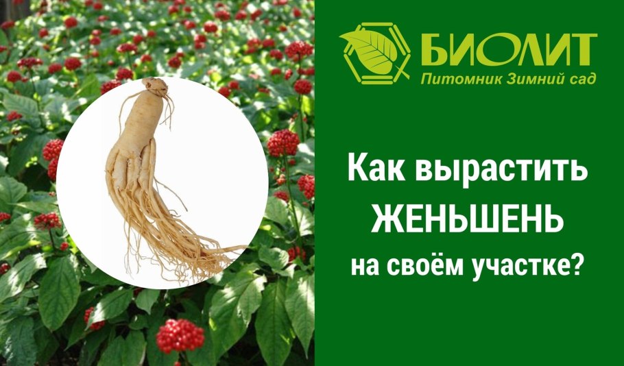 Выращивать женьшень