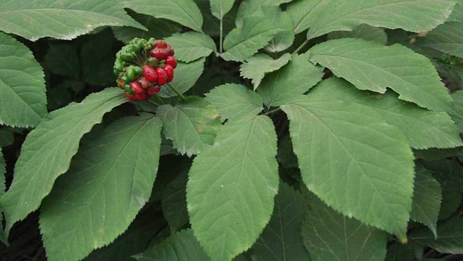 Panax quinquefolius