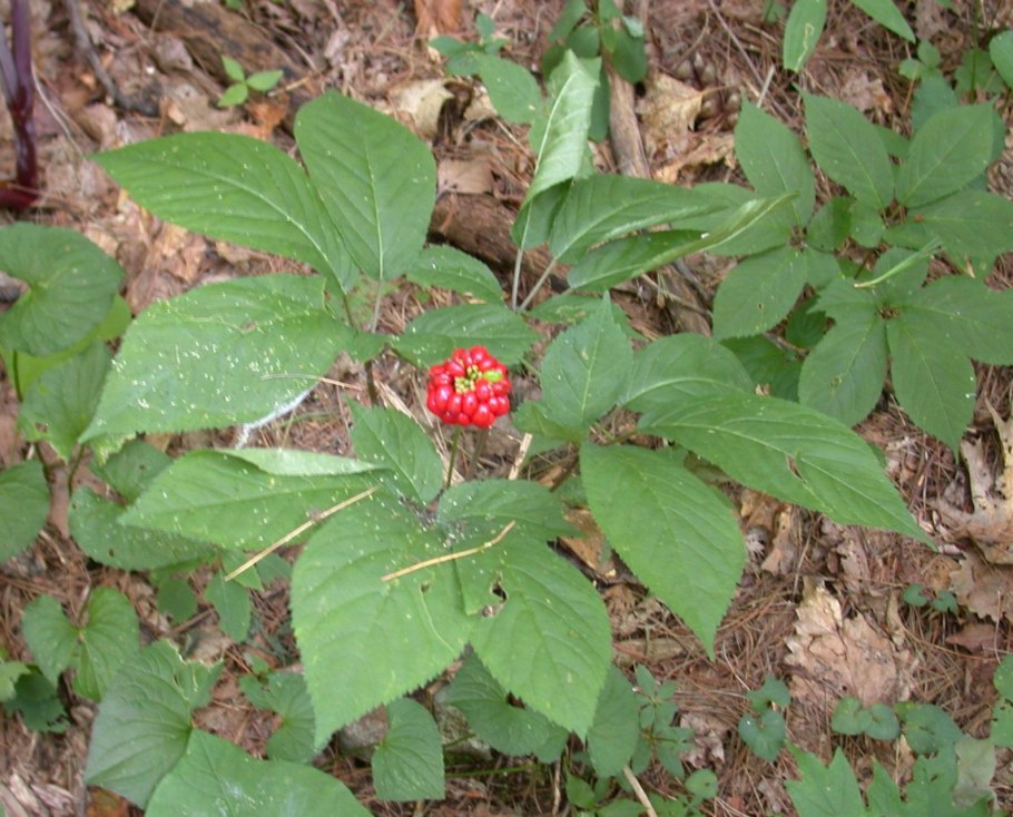 Panax quinquefolius