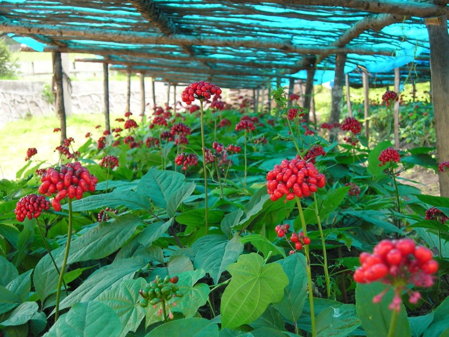 Плантации женьшеня
