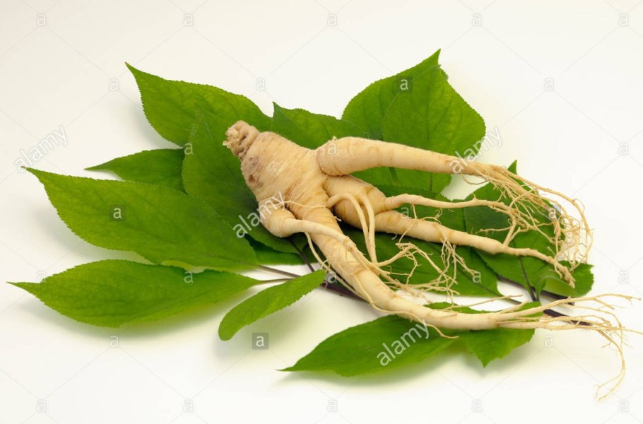Женьшень настоящий - Panax Ginseng с. а. меу.