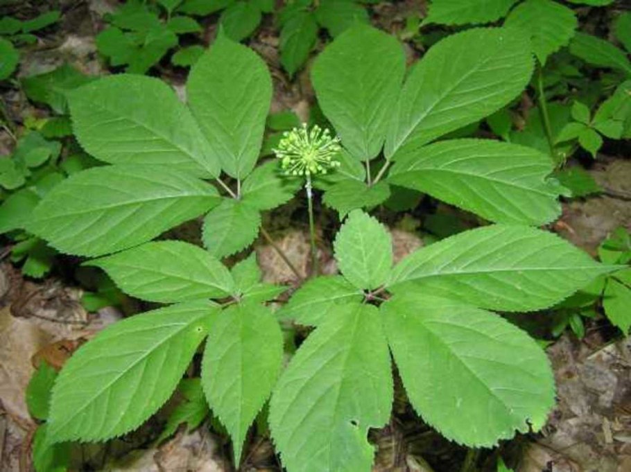 Panax quinquefolius