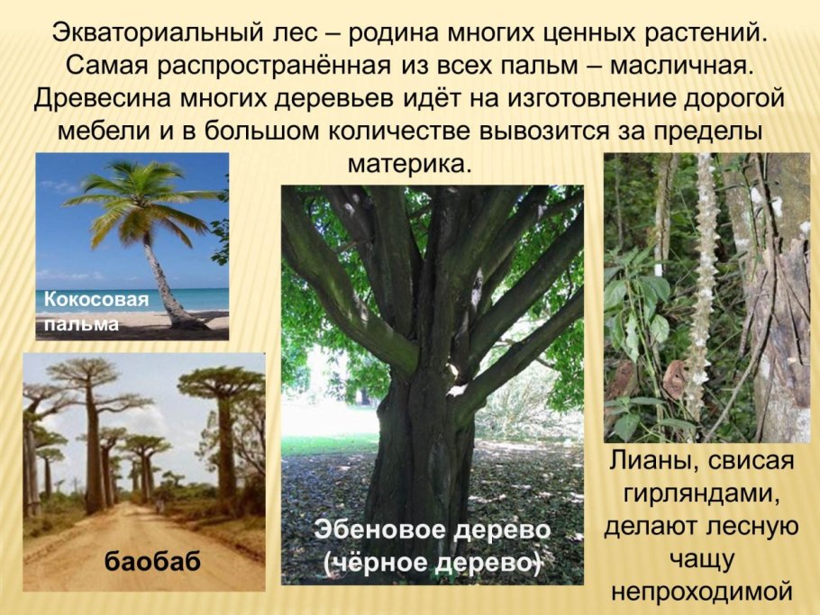 Растительность экваториального пояса Африки