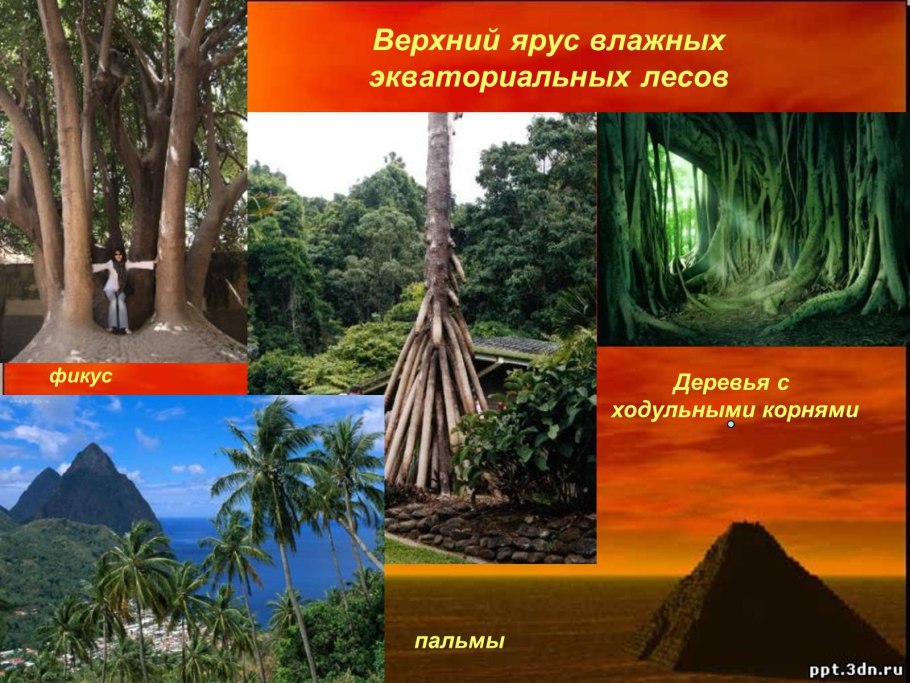 Ярусы влажного экваториального леса