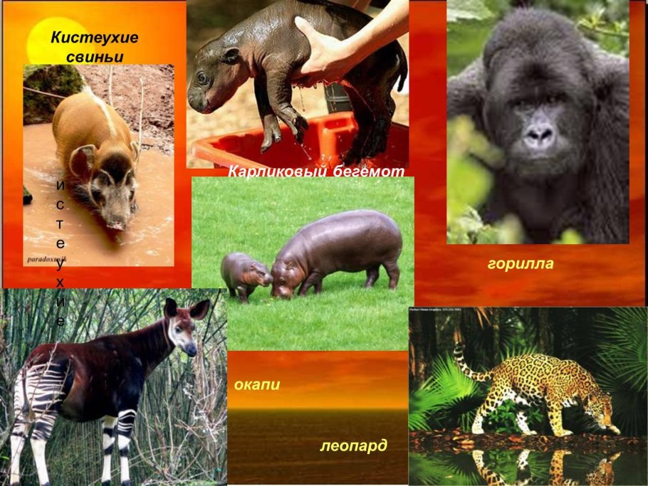 Животный мир влажных экваториальных лесов