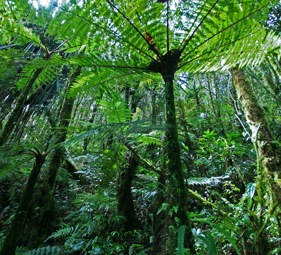 Древовидный папоротник циатея