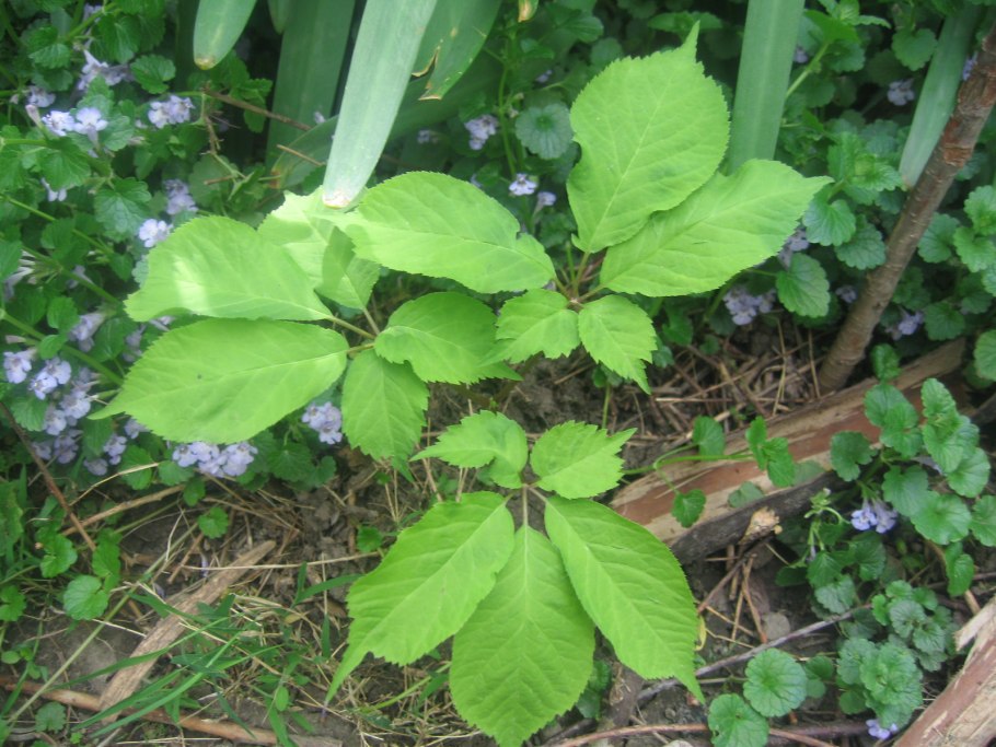 Siberian Ginseng растение