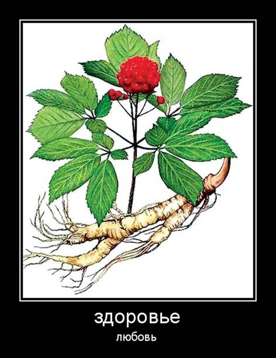 Элеутерококк колючий ГФ