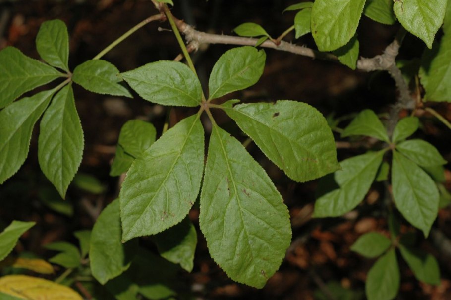Siberian Ginseng растение