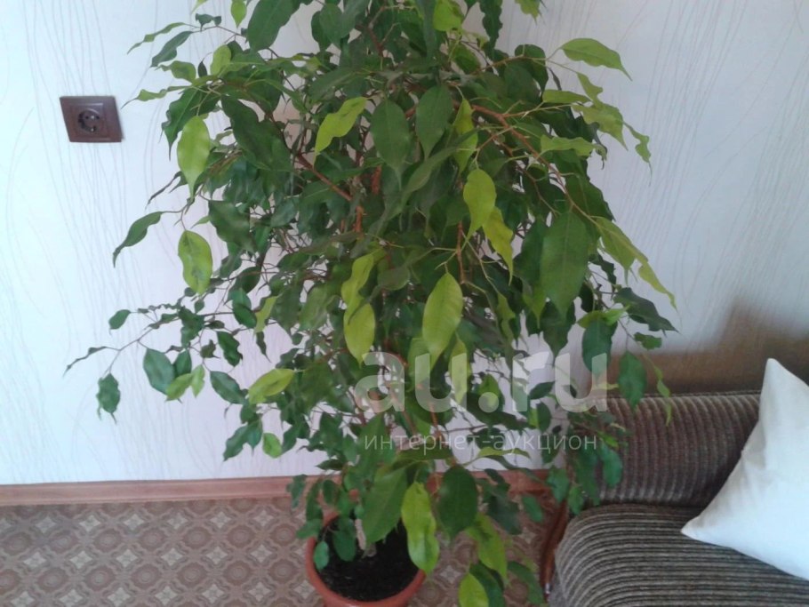Фикус лимонник