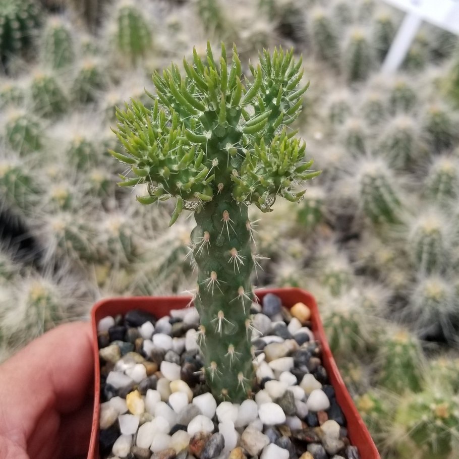 Cylindropuntia Cholla