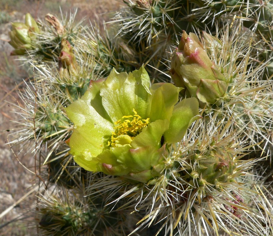 Cylindropuntia rosea