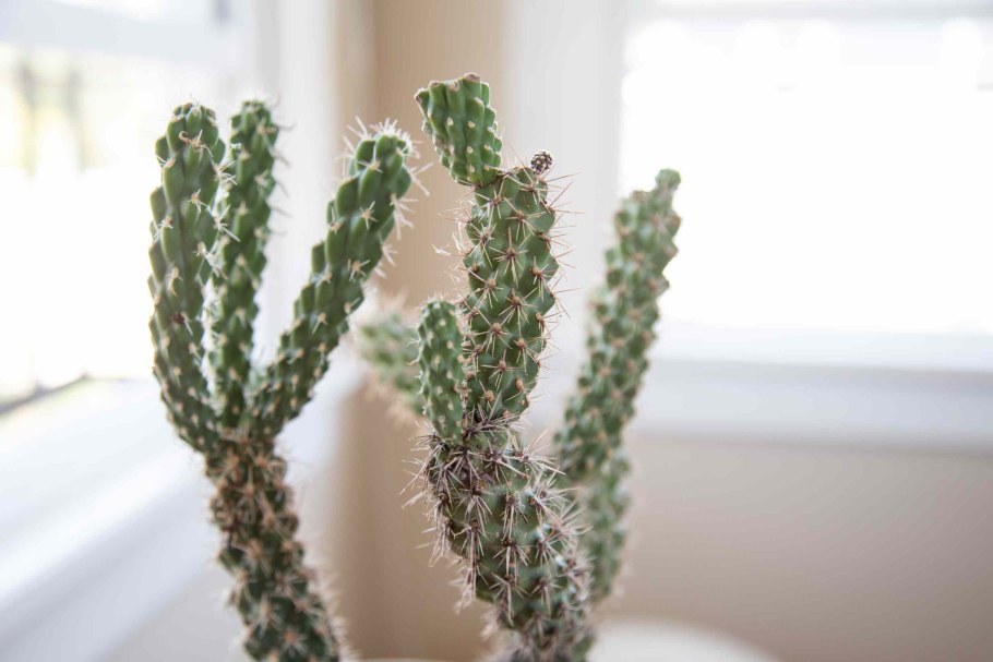 Opuntia fulgida