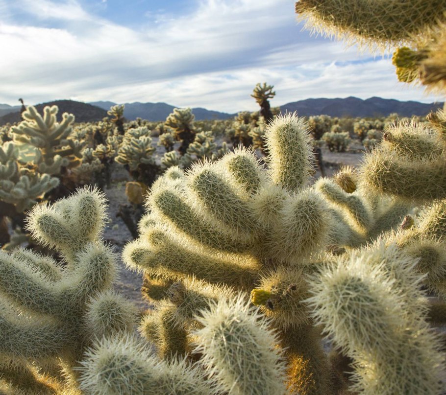 Cholla & Joshua
