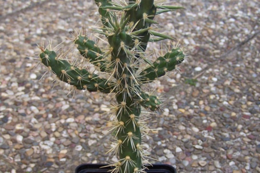Opuntia imbricata