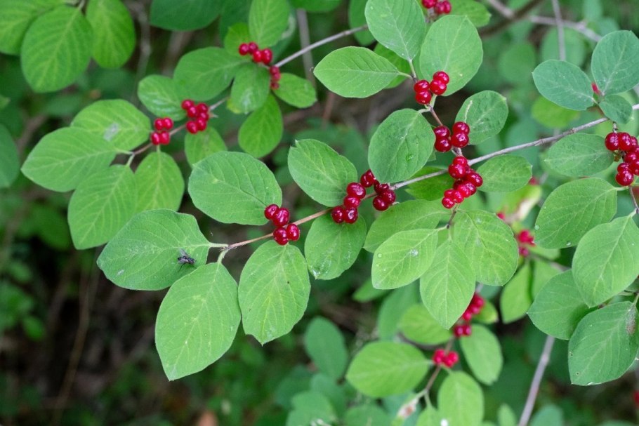 Жимолость обыкновенная (Lonicera xylosteum)