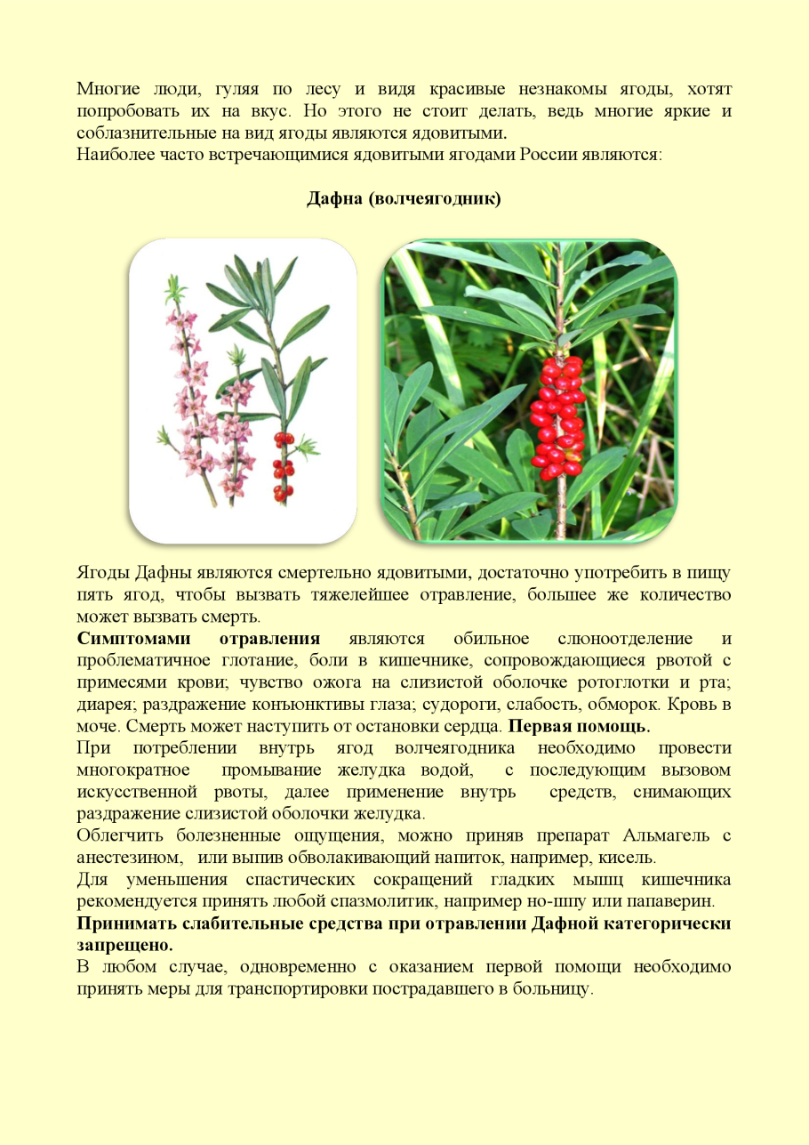 Волчеягодник отравление