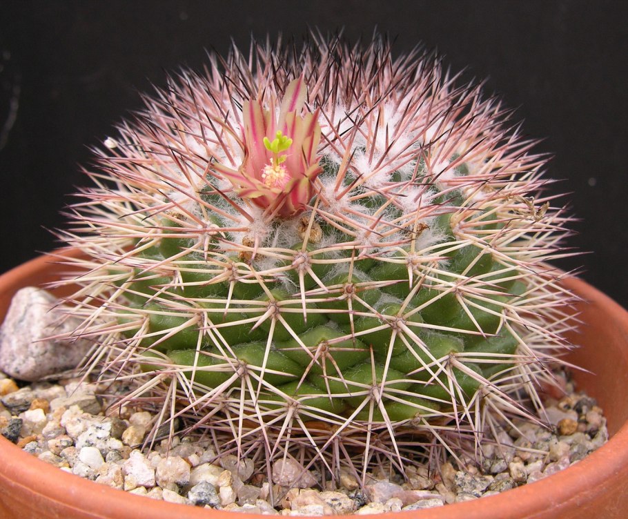 Mammillaria klissingiana Кактус