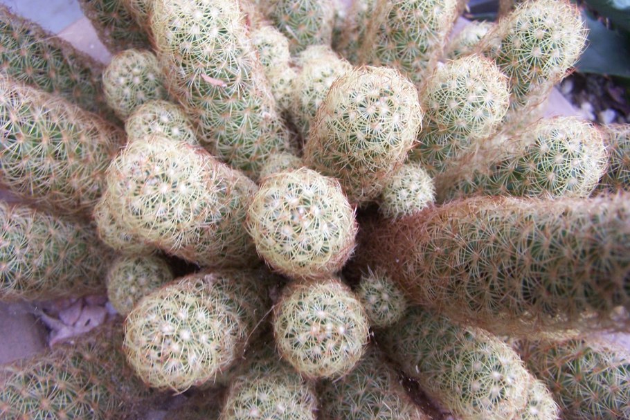 Маммиллярия удлиненная Mammillaria elongata